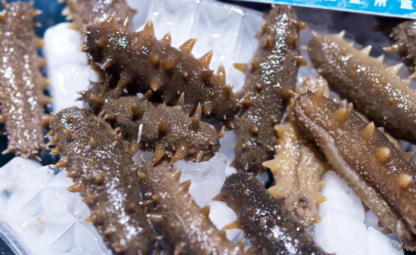 辽参和海参的区别在哪里