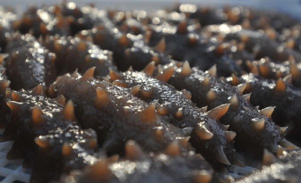 辽参和海参的区别在哪里