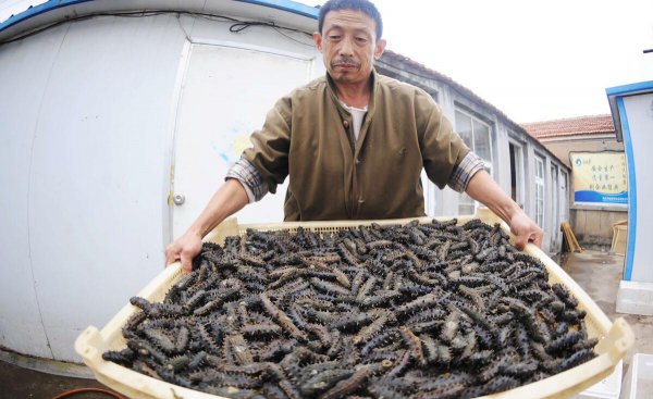 辽参和海参的区别在哪里