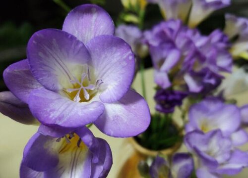 香雪兰耐寒多少度