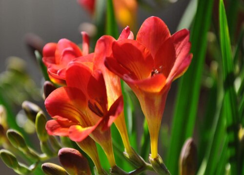 香雪兰耐寒多少度