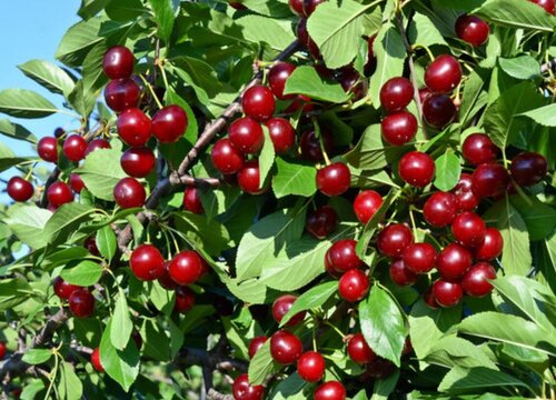 大连盛产什么水果有名