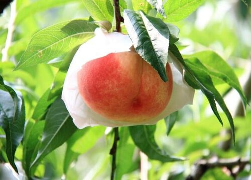 大连盛产什么水果有名