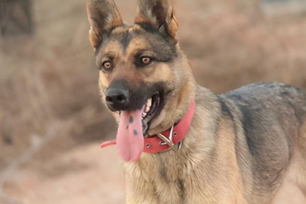 中国土狗的品种大全及图片