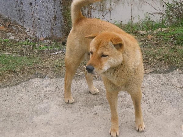 中国土狗的品种大全及图片