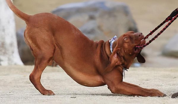 中国土狗的品种大全及图片