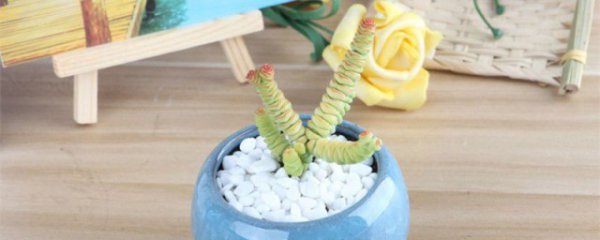 钱串什么时候适合扦插