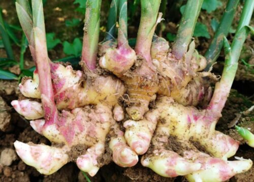 生姜种植时间和收获时间