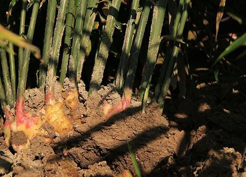 生姜种植时间和收获时间