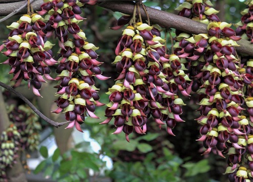笙油麻是什么植物