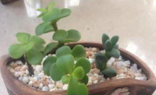 多肉金枝玉叶用什么土扦插好
