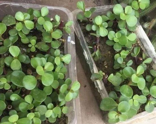 多肉金枝玉叶用什么土扦插好