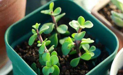 多肉金枝玉叶用什么土扦插好