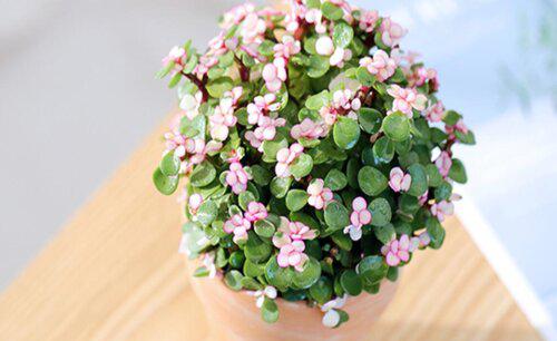 多肉金枝玉叶用什么土扦插好