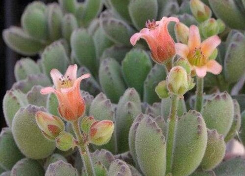 如何解决多肉徒长问题