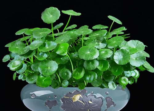 铜钱草怎么过冬不冻死