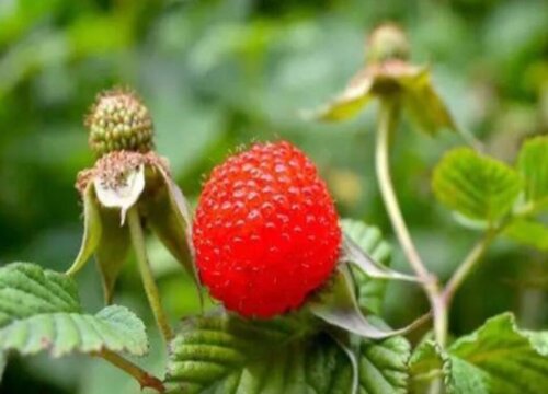 覆盆子什么时候成熟