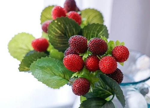 覆盆子什么时候成熟