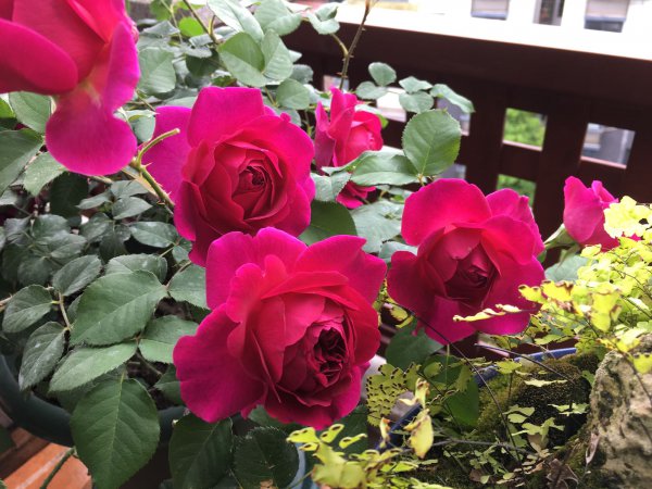 黑伍德月季的优缺特点简介