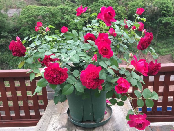 黑伍德月季的优缺特点简介