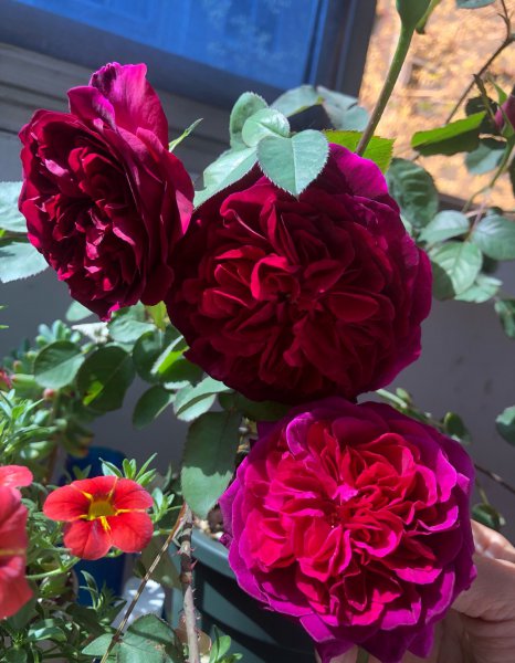 黑伍德月季的优缺特点简介