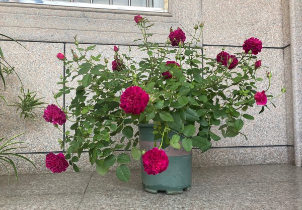 黑伍德月季的优缺特点简介