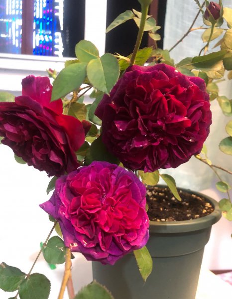 黑伍德月季的优缺特点简介