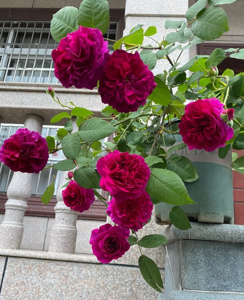 黑伍德月季的优缺特点简介