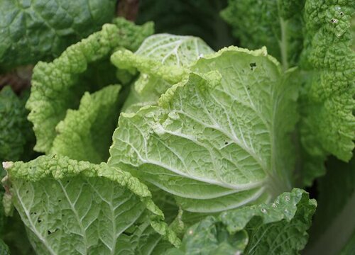 种的大白菜还没长心怎么办