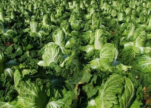 种的大白菜还没长心怎么办