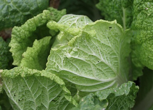 种的大白菜还没长心怎么办