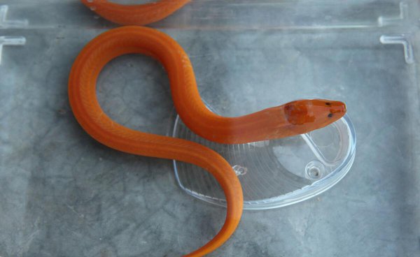 养殖黄鳝的利润和成本是多少