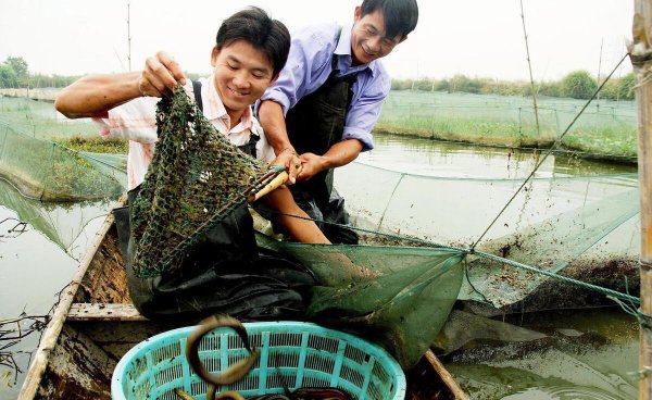 养殖黄鳝的利润和成本是多少