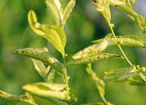 李子病虫害有哪些