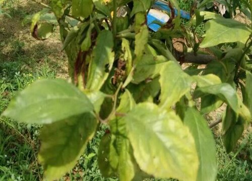 李子病虫害有哪些