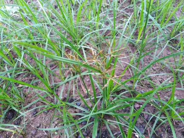 三棱草和香附子的区别