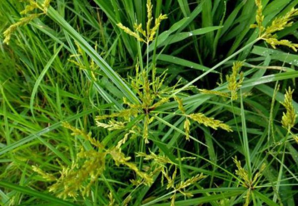 三棱草和香附子的区别