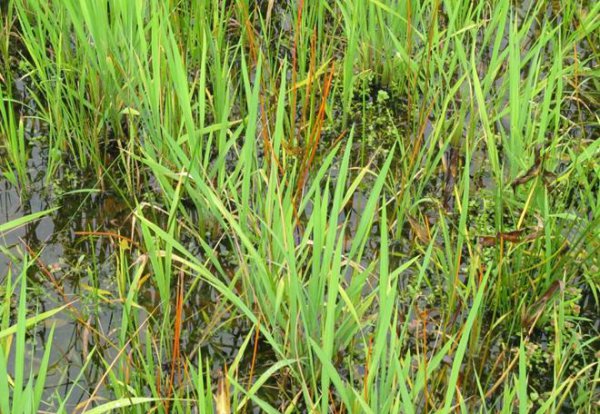 三棱草和香附子的区别