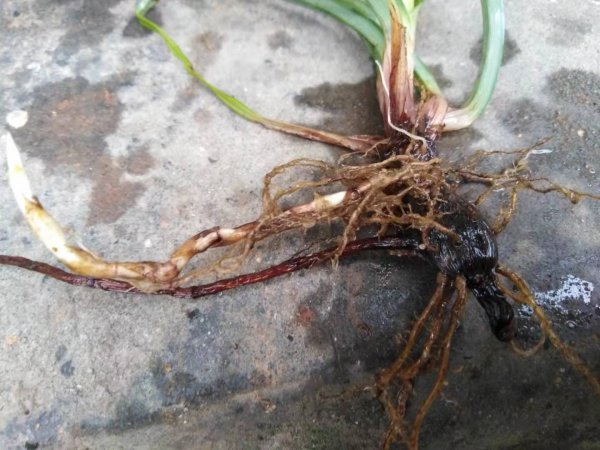 三棱草和香附子的区别