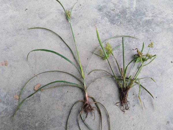 三棱草和香附子的区别