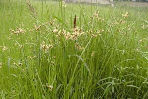 三棱草和香附子的区别