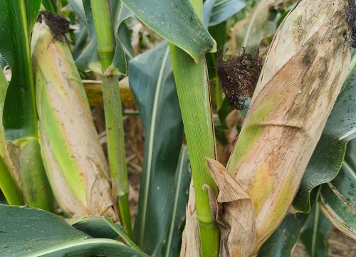 登海3206玉米种子简介