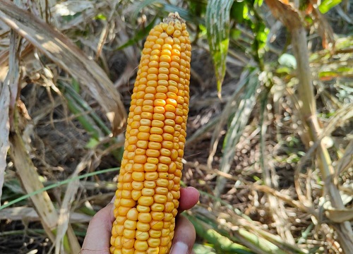 登海3206玉米种子简介