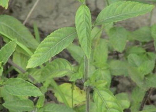 烧仙草是什么植物