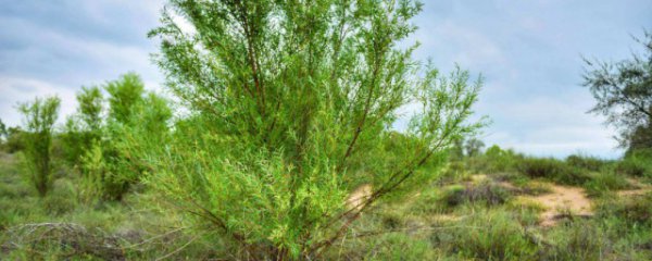 沙柳种植养护方法