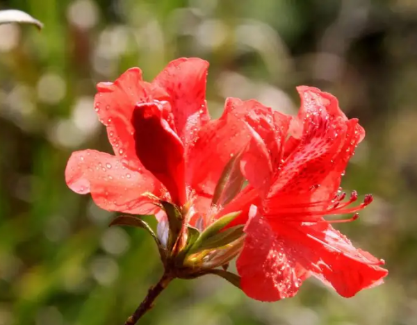映山红又叫杜鹃花吗