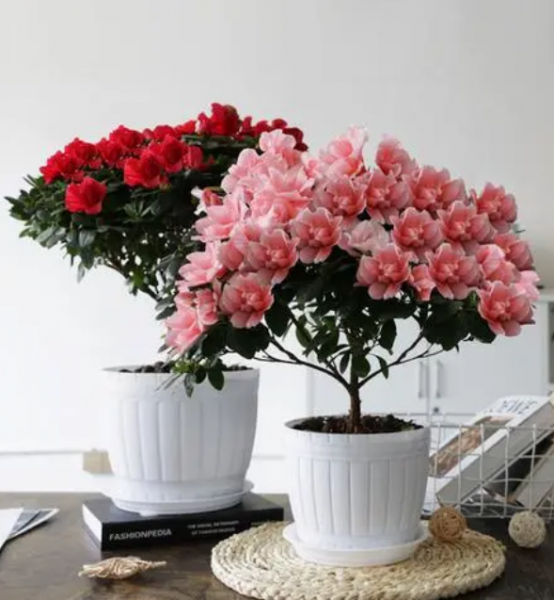 映山红又叫杜鹃花吗