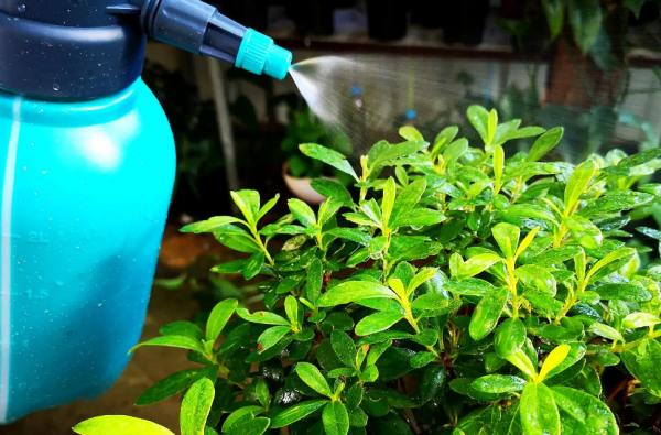 映山红又叫杜鹃花吗