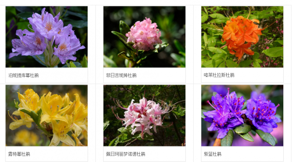 映山红又叫杜鹃花吗