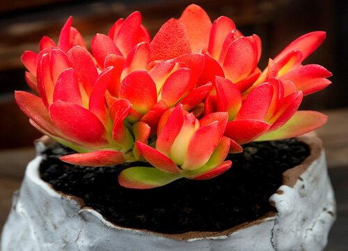 让多肉叶子更快更有效的上色方法